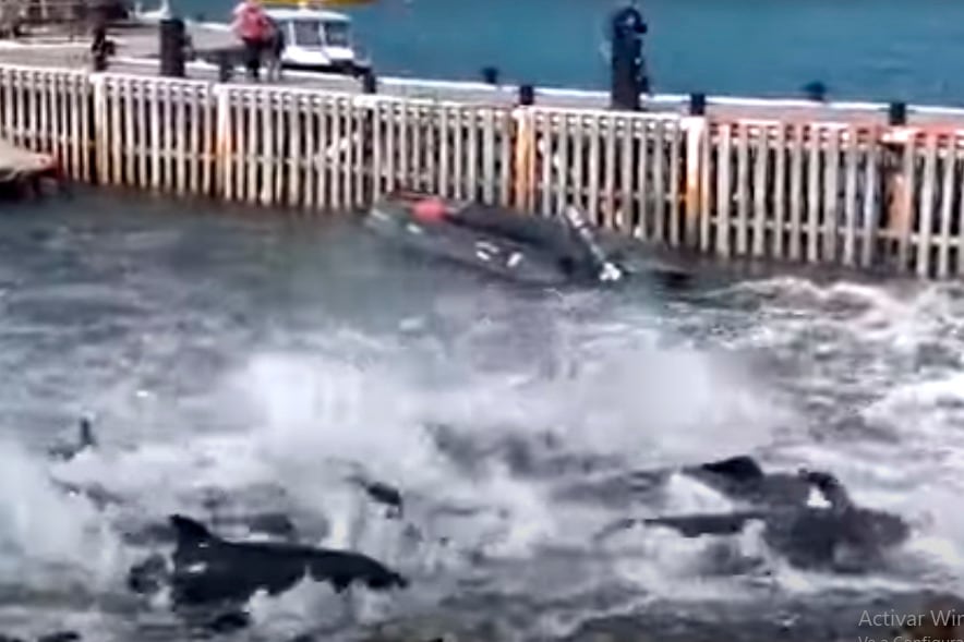 Toninas varadas en la costa de Ushuaia