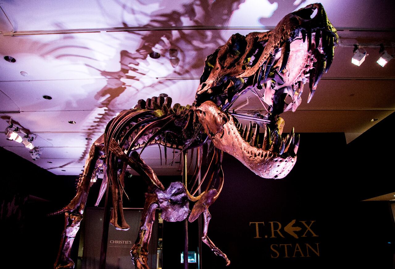 Stan, el T-Rex, tiene réplicas en todo el mundo.