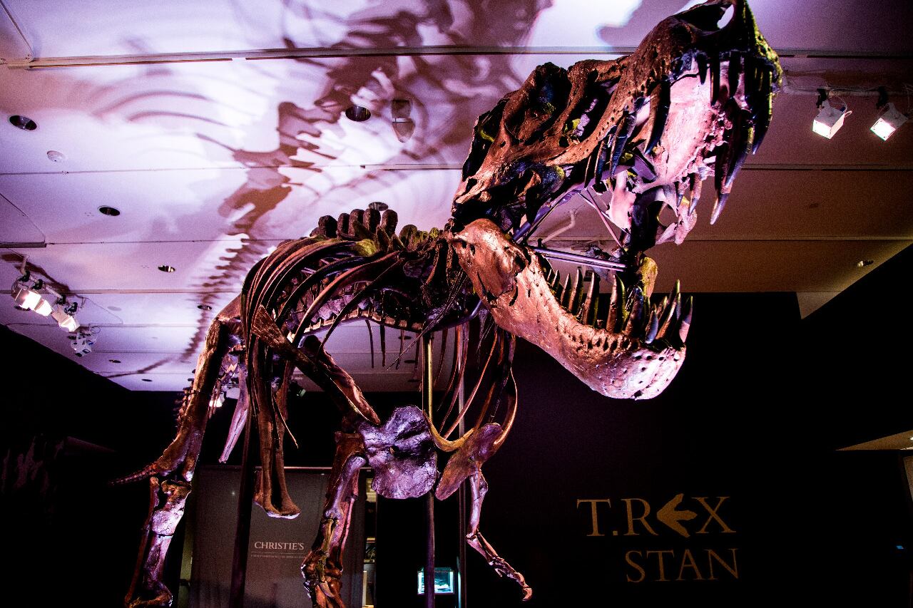 Stan, el T-Rex, tiene réplicas en todo el mundo.