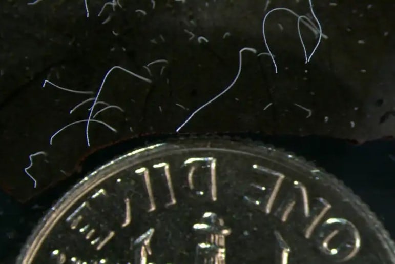 La "Thiomargarita magnifica" fue descubierta en 2009 por Olivier Gros, de la Universidad de las Antillas de Guadalupe. Foto: Science.