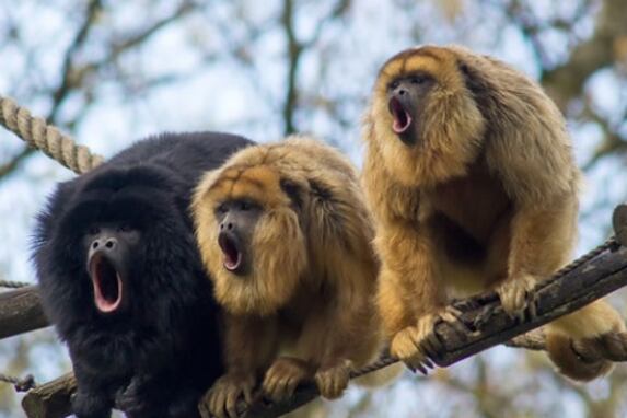 Los monos carayá o aulladores negros y dorados y los monos carayá o aulladores rojos presentan una alta sensibilidad al virus. (Foto: Instituto Misionero de Biodiversidad)