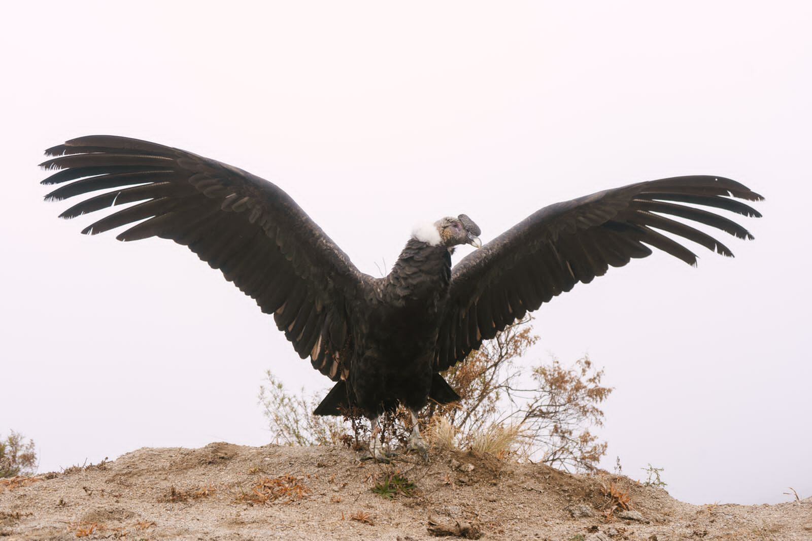 "Phuyu" a punto de volver a volar.