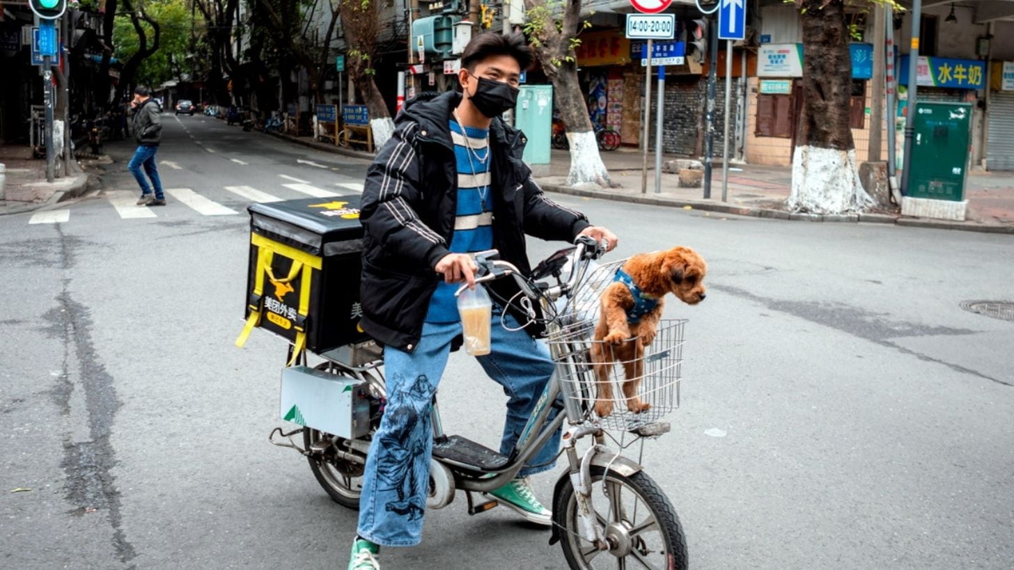 El negocio de los detectives de mascotas es un boom económico en China.