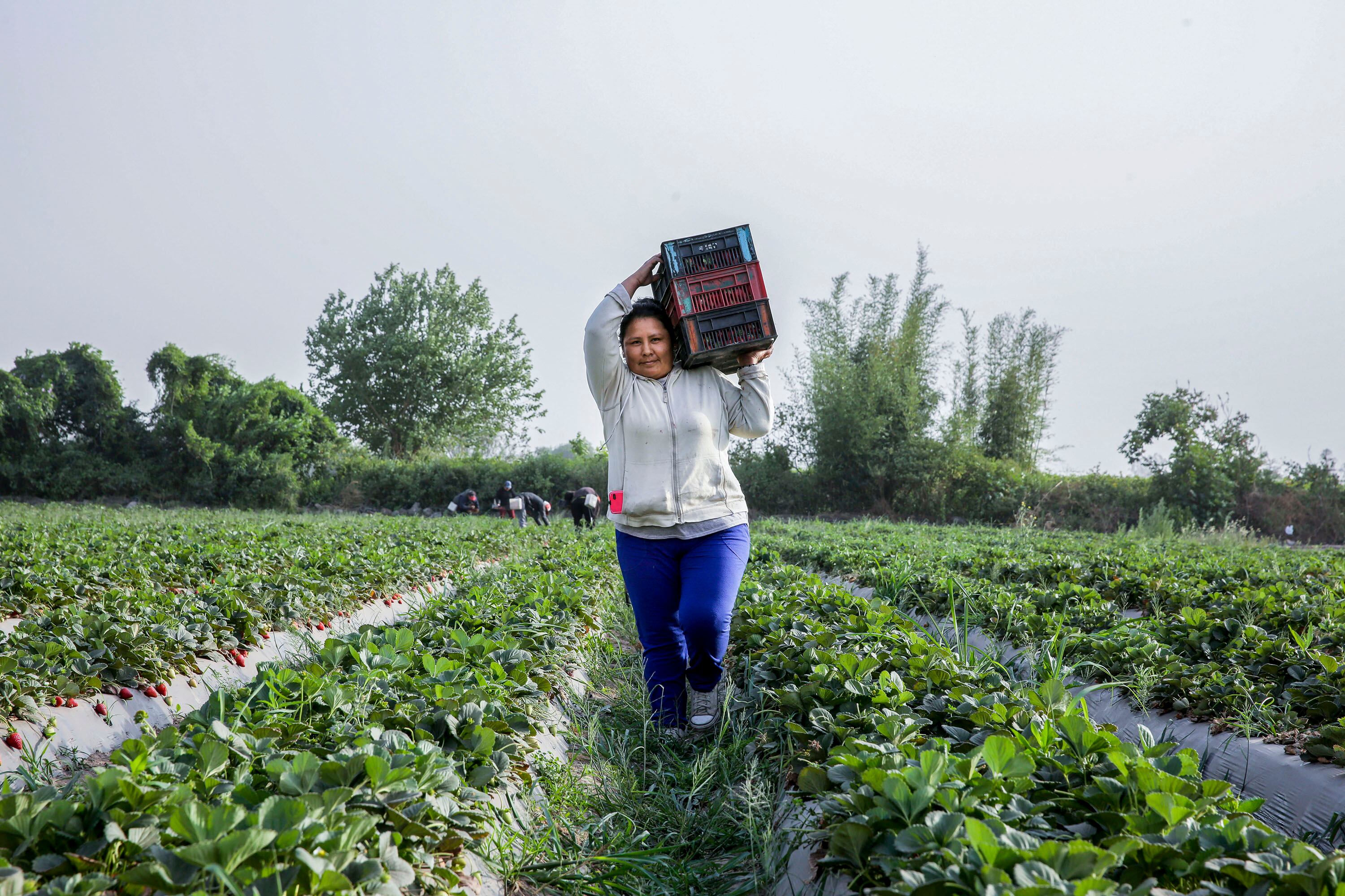 Pequeños productores podrán acceder a tierras y a la distribución de semillas