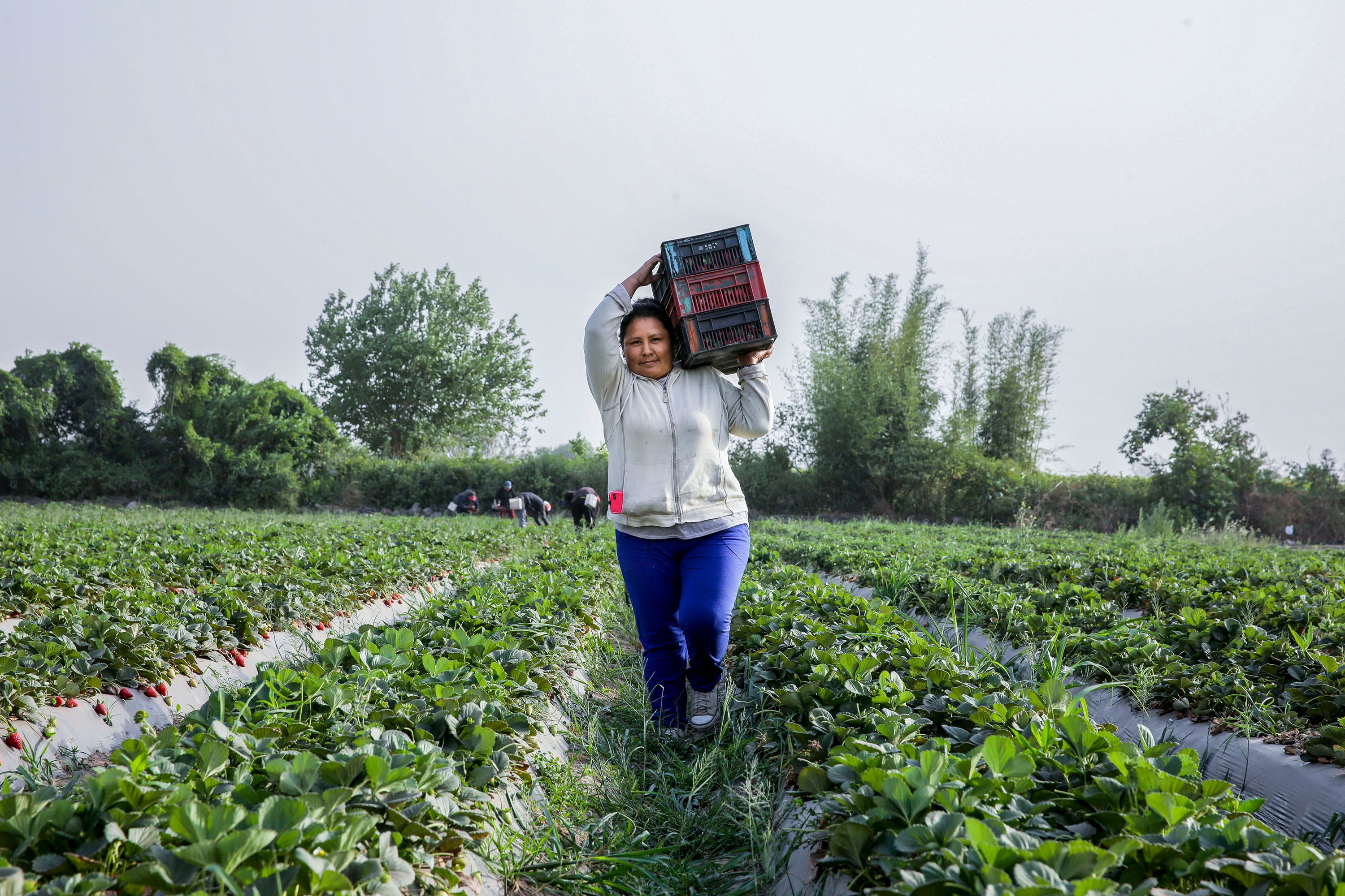 Pequeños productores podrán acceder a tierras y a la distribución de semillas