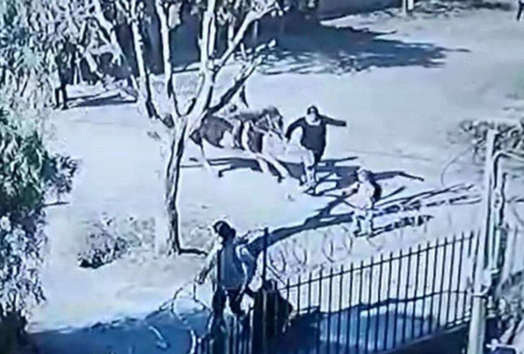 Los padres del menor que montaba el caballo aseguraron que el niño se llevó al animal sin autorización. Foto: Captura.