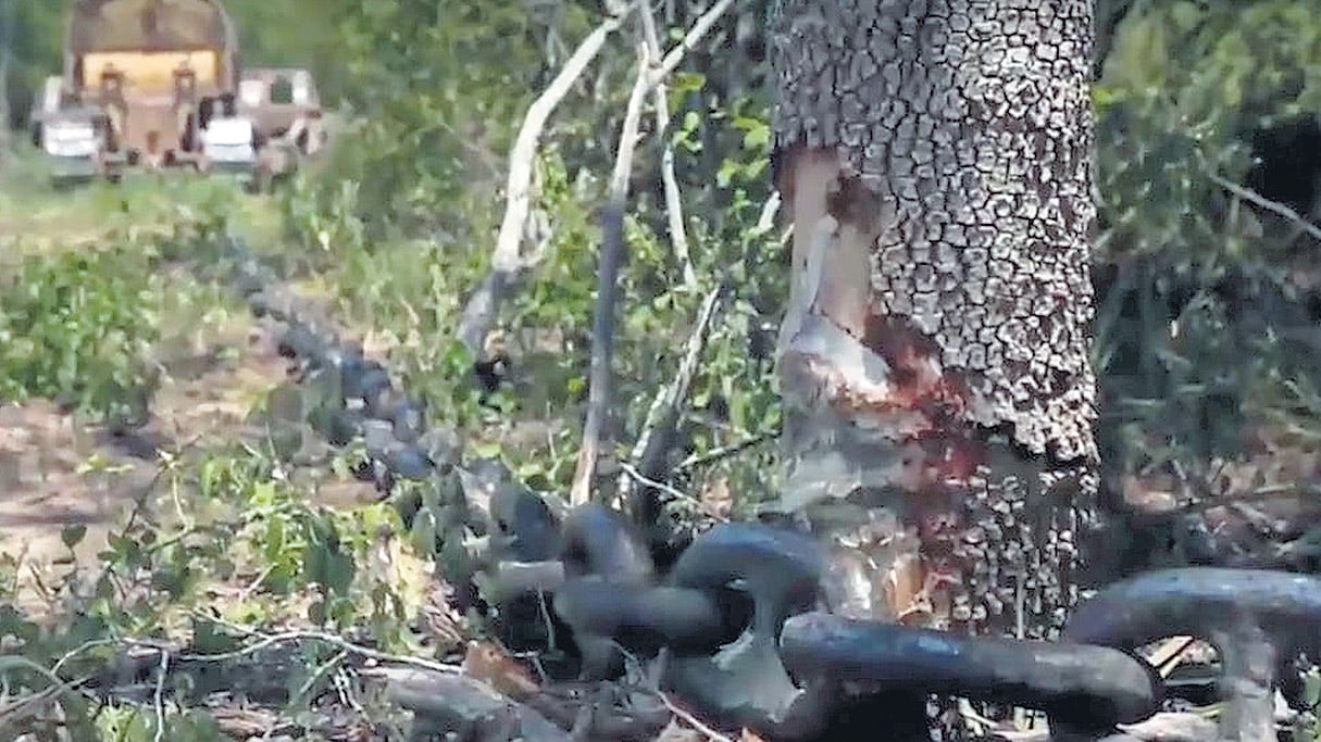 Greenpeace anunció que continuará con la campaña porque “la protesta es un derecho constitucional”.