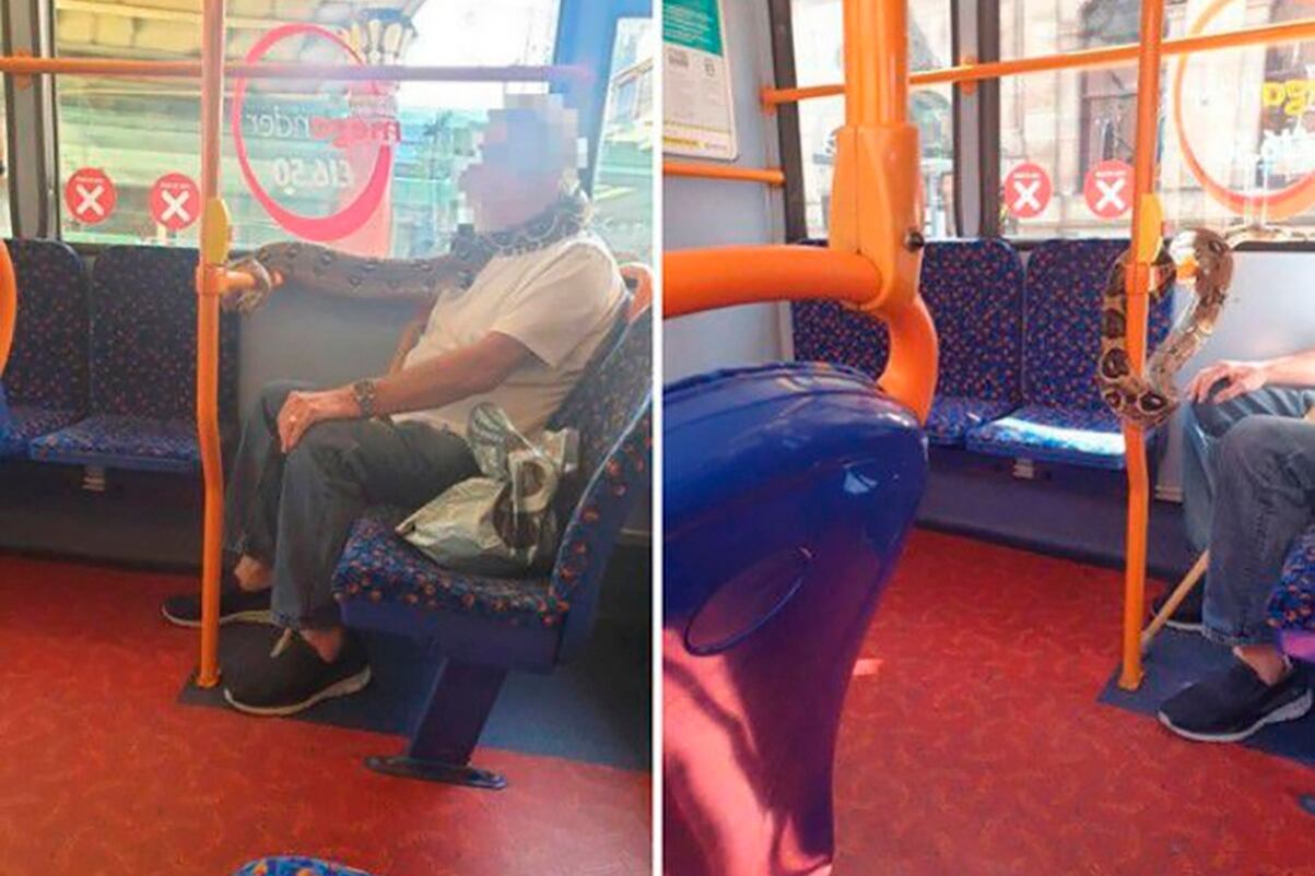 Un usuario de colectivo en Manchester, usando una serpiente como tapabocas.