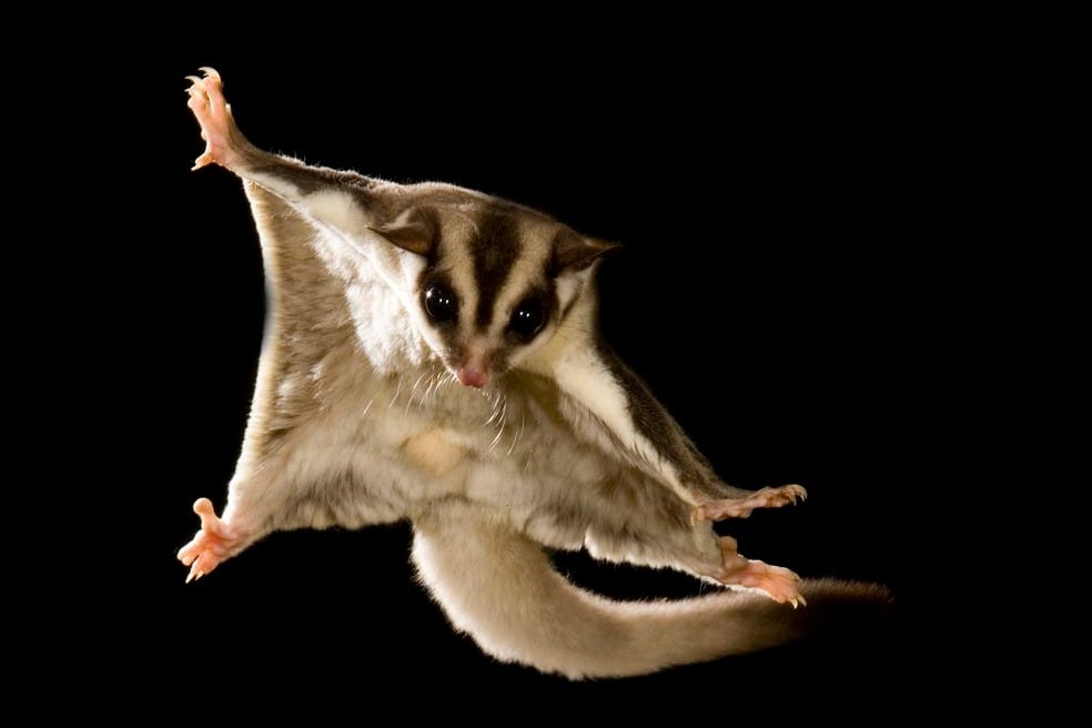 Las autoridades señalan que el animal fue víctima de tráfico ilegal.