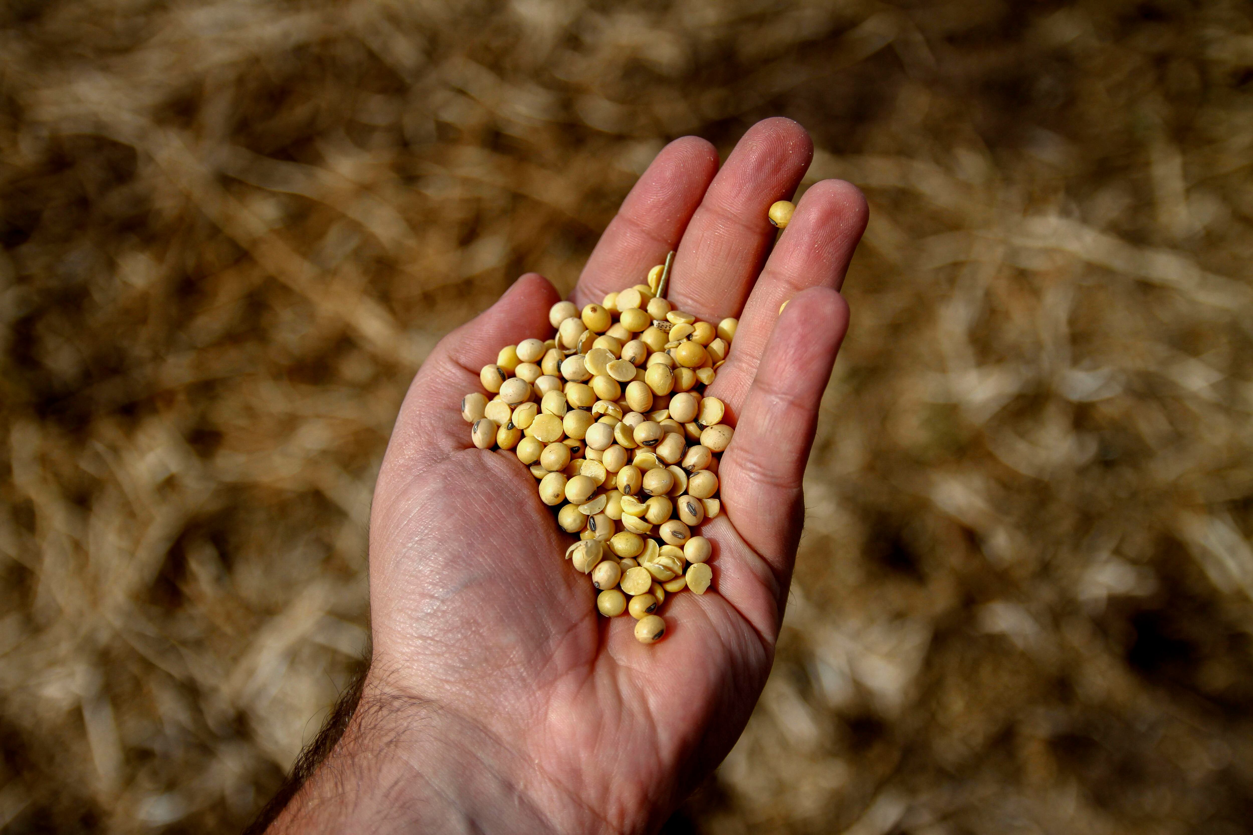 La agricultura pampeana tiene una productividad promedio mayor que la industria gracias a la extraordinaria dotación de factores naturales existente en Argentina.