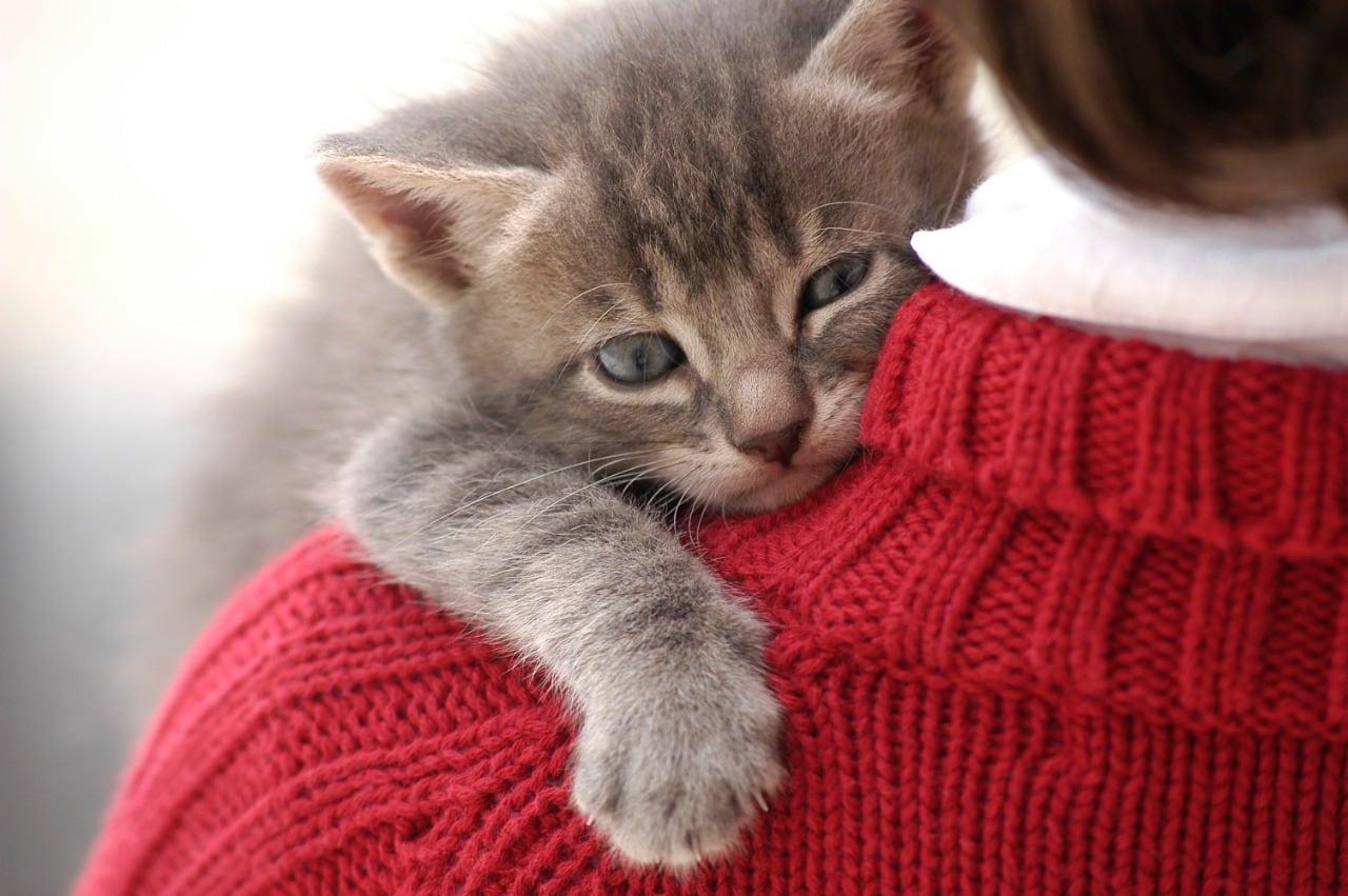 Un nuevo estudio aporta datos sorprendentes acerca del modo para fortalecer la relación entre las personas y sus gatos.