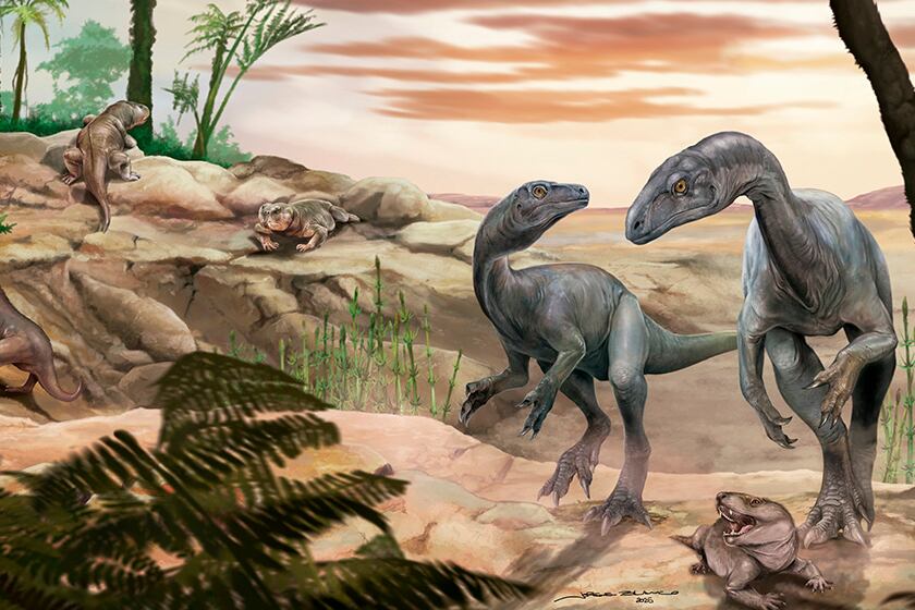 Se descubrió el esqueleto casi completo de un dinosaurio de cuello largo que vivió hace más de 230 millones