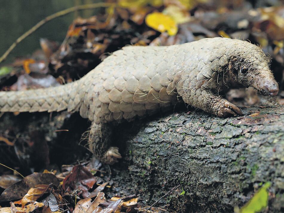 El pangolín malayo, una especie amenazada, en su recinto del Night Safari.
