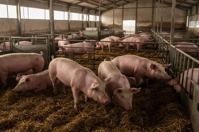 Los productores porcinos denuncian la apertura indiscriminada de importaciones.