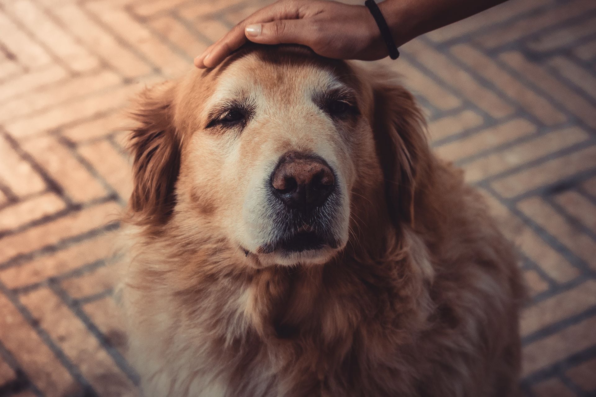 Los perros entran en la etapa de la adultez, en la mayoría de los casos, a partir de los 8 o 10 años. (Foto: Pexels)