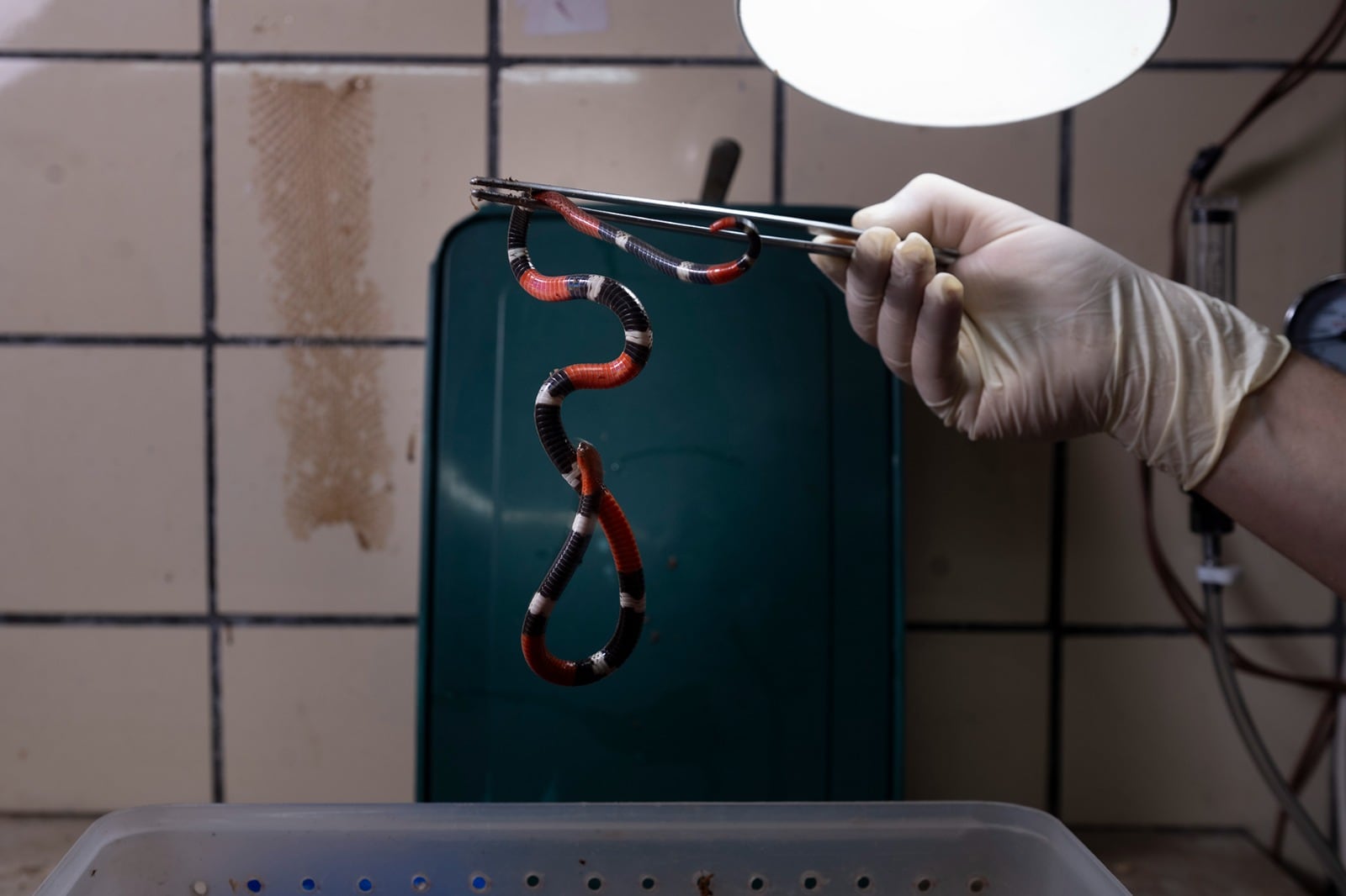 El veneno de la víbora coral es difícil de conseguir pero también, es clave para elaborar antiofídicos.