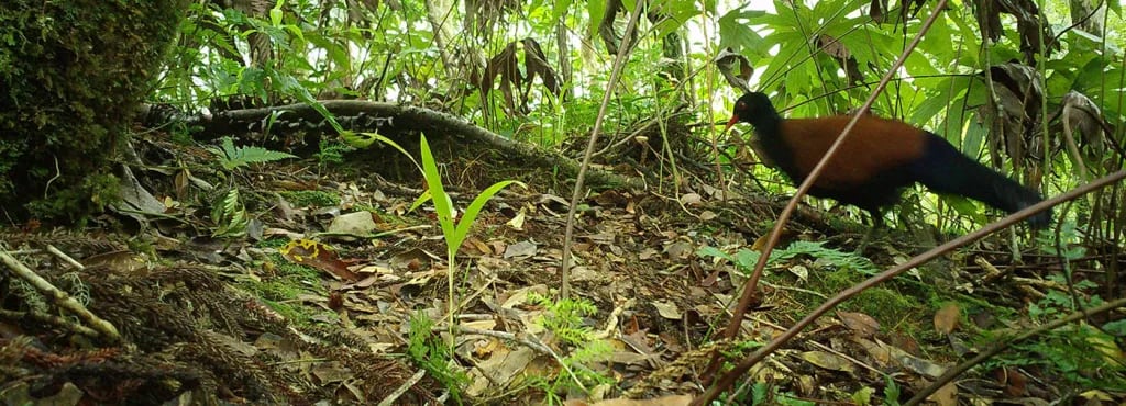 La paloma-faisán de nuca negra, una especie perdida para la ciencia desde 1882, fue redescubierta hace pocas semanas. (Foto: Re: Wild) 