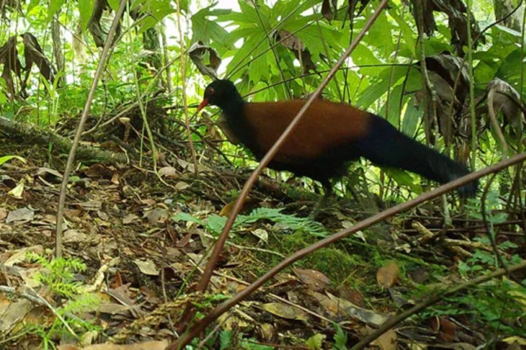 La paloma-faisán de nuca negra, una especie perdida para la ciencia desde 1882, fue redescubierta hace pocas semanas. (Foto: Re: Wild)