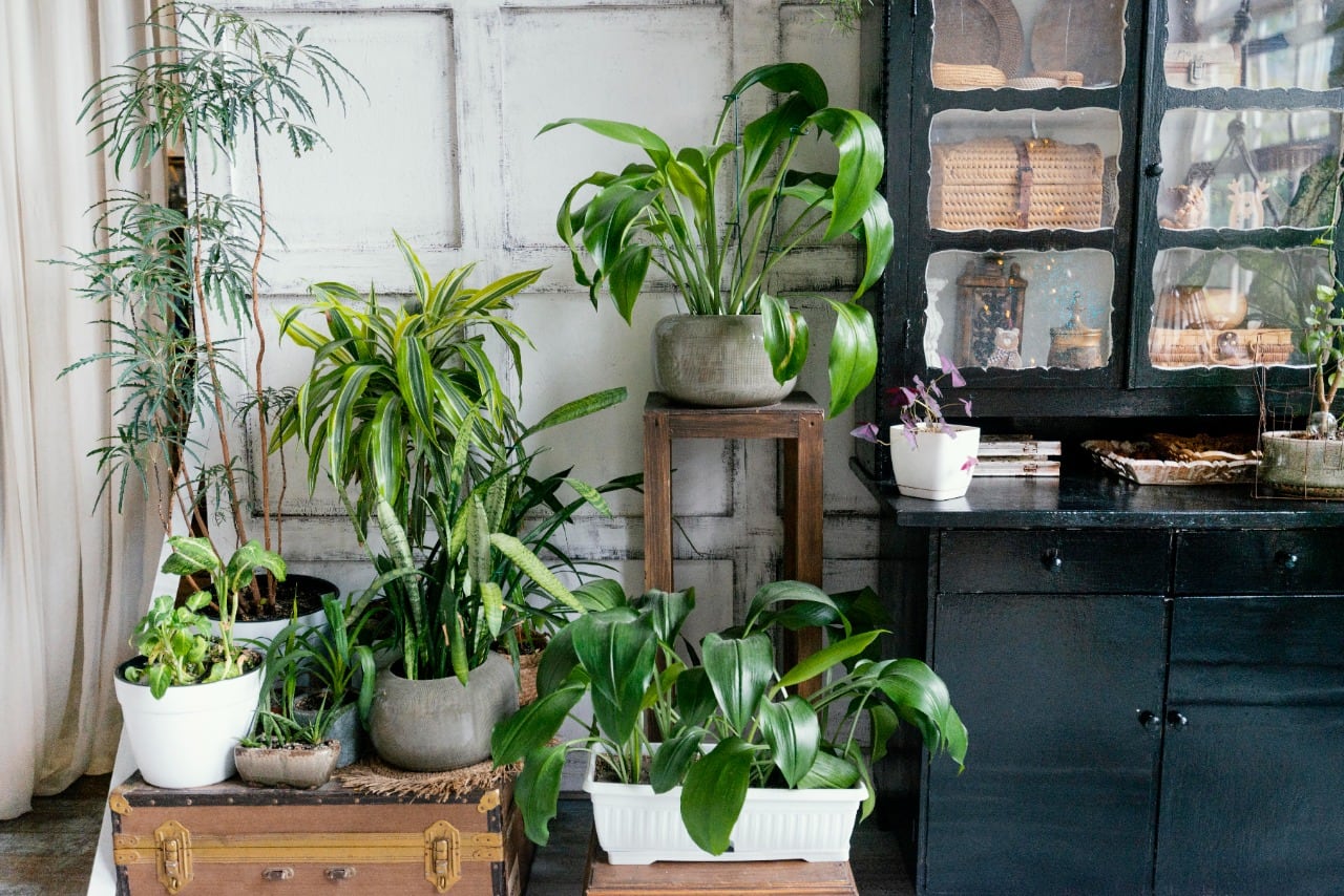 Las mejores plantas para bajar la temperatura del hogar. Imagen: Freepik.
