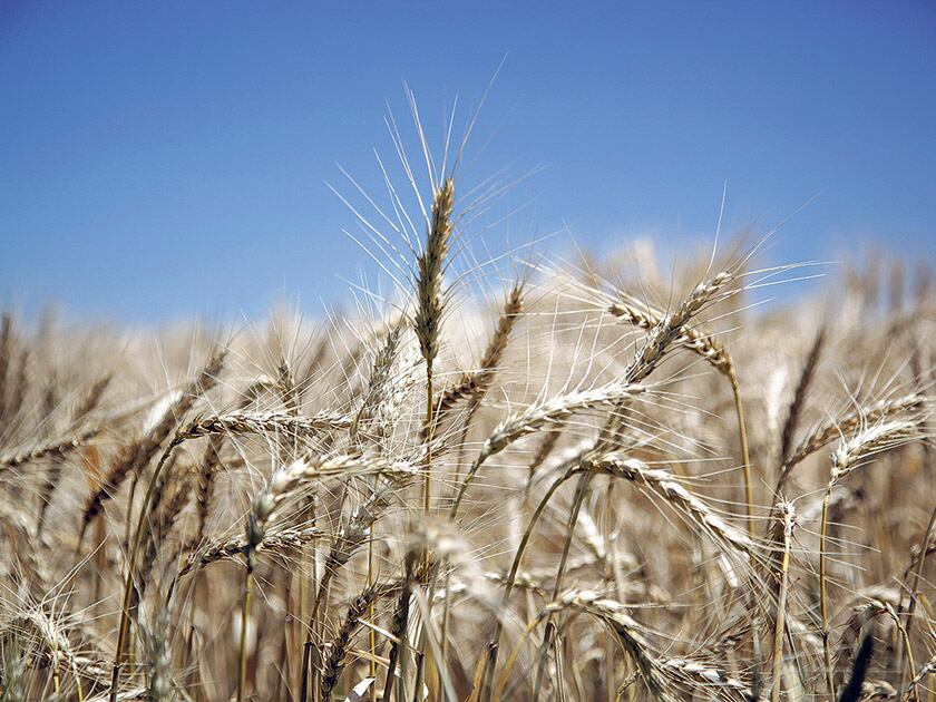 La superficie implantada de trigo creció 19,7 por ciento interanual en la campaña 2016/17.
