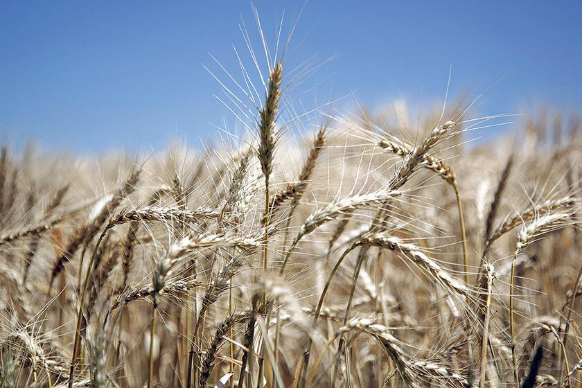 La superficie implantada de trigo creció 19,7 por ciento interanual en la campaña 2016/17.