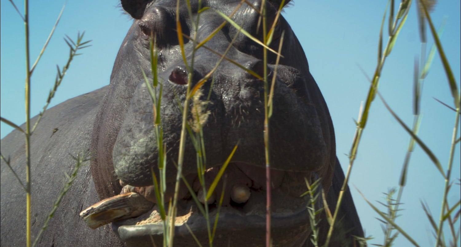 Pepe era descendiente de una pareja de animales que el narcotraficante Pablo Escobar importó de Africa. 