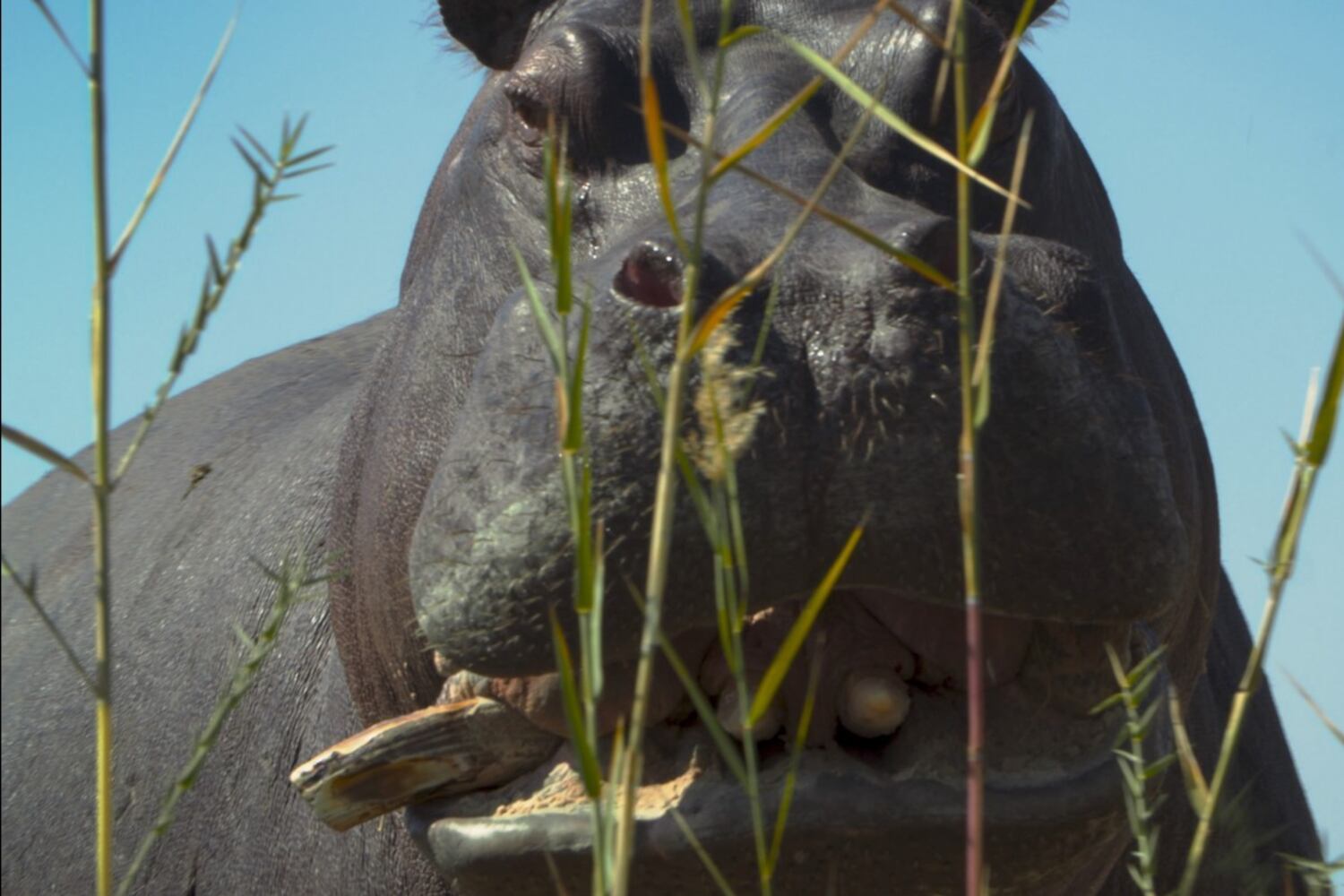 Pepe era descendiente de una pareja de animales que el narcotraficante Pablo Escobar importó de Africa.
