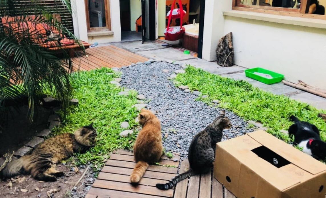 Las guarderías suelen ser la primera opción para dejar a las mascotas durante las vacaciones de invierno.