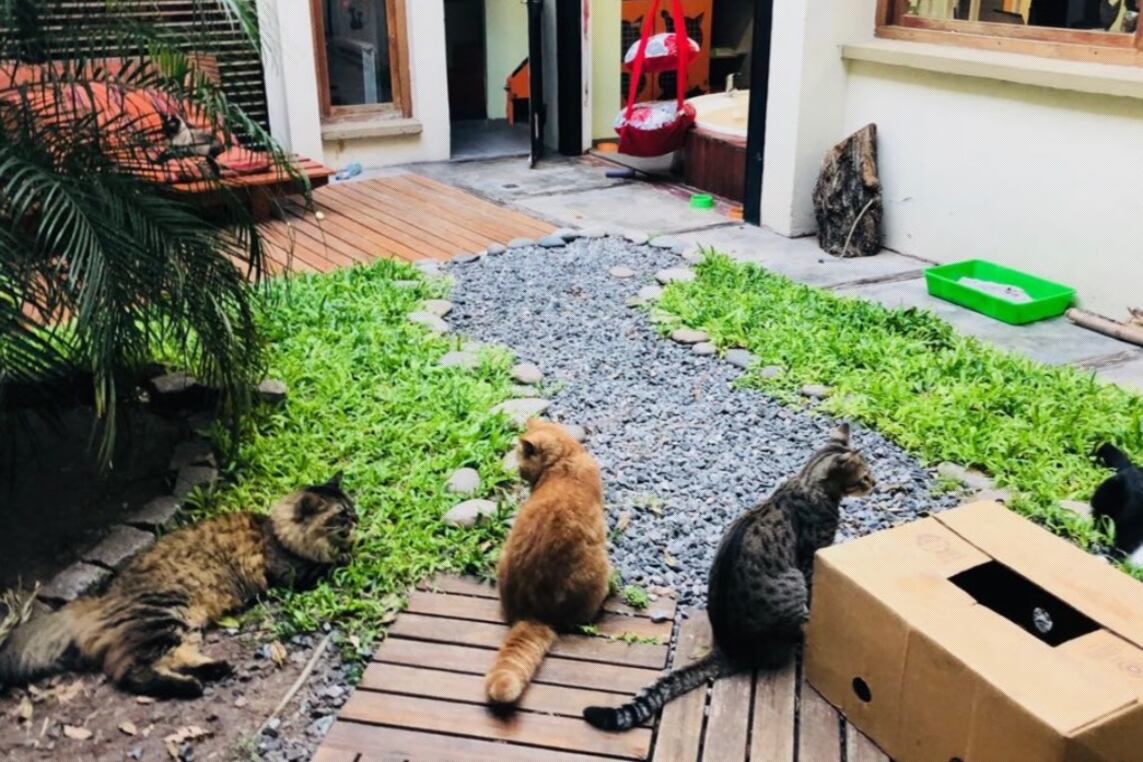 Las guarderías suelen ser la primera opción para dejar a las mascotas durante las vacaciones de invierno.