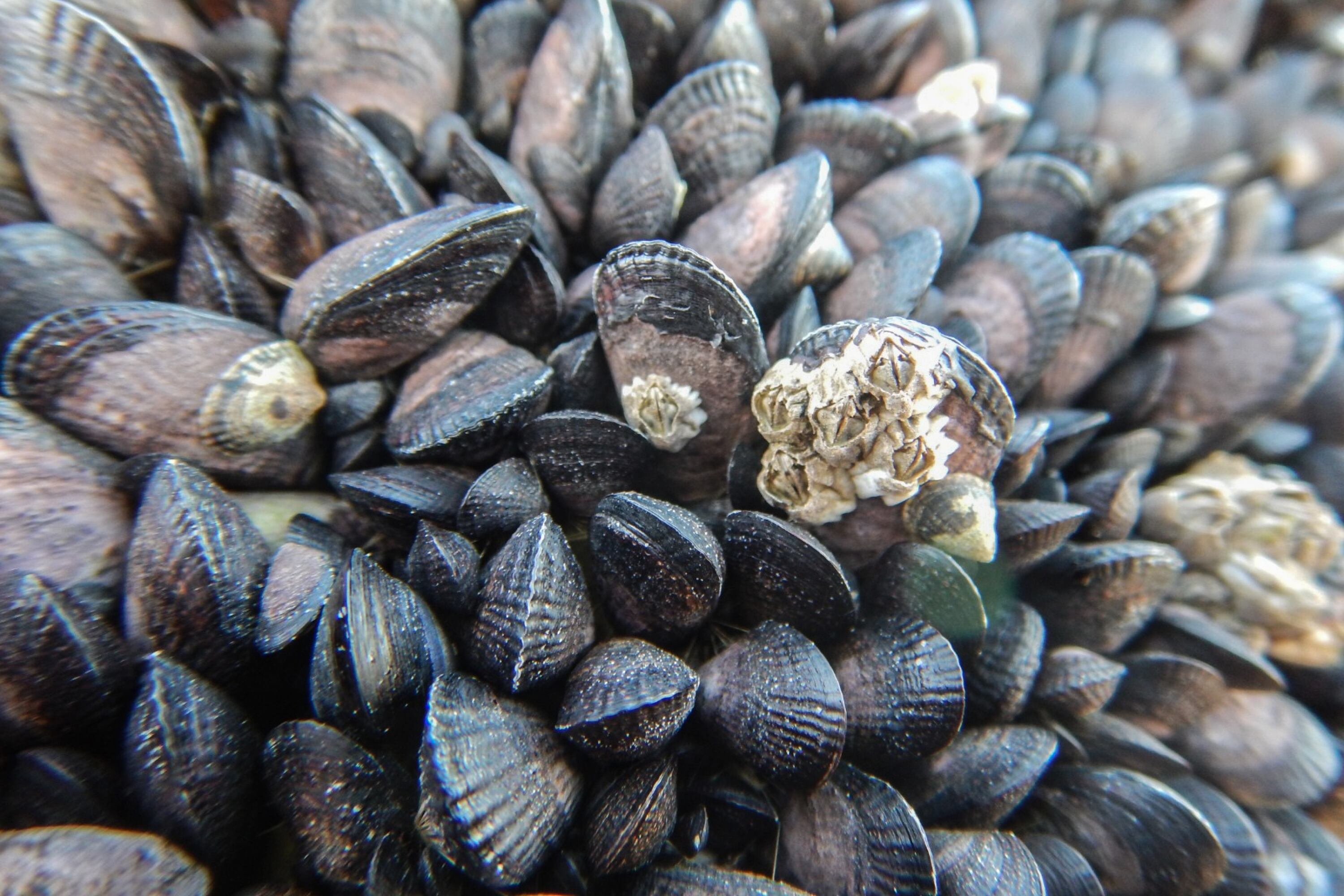 Perumytilus purpuratus es el nombre de la especie de mejillines que estudian.