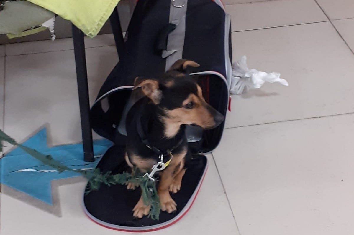 “Coco” no pudo ingresar al país porque tiene vencida la vacunación correspondiente. Foto: Senasa.