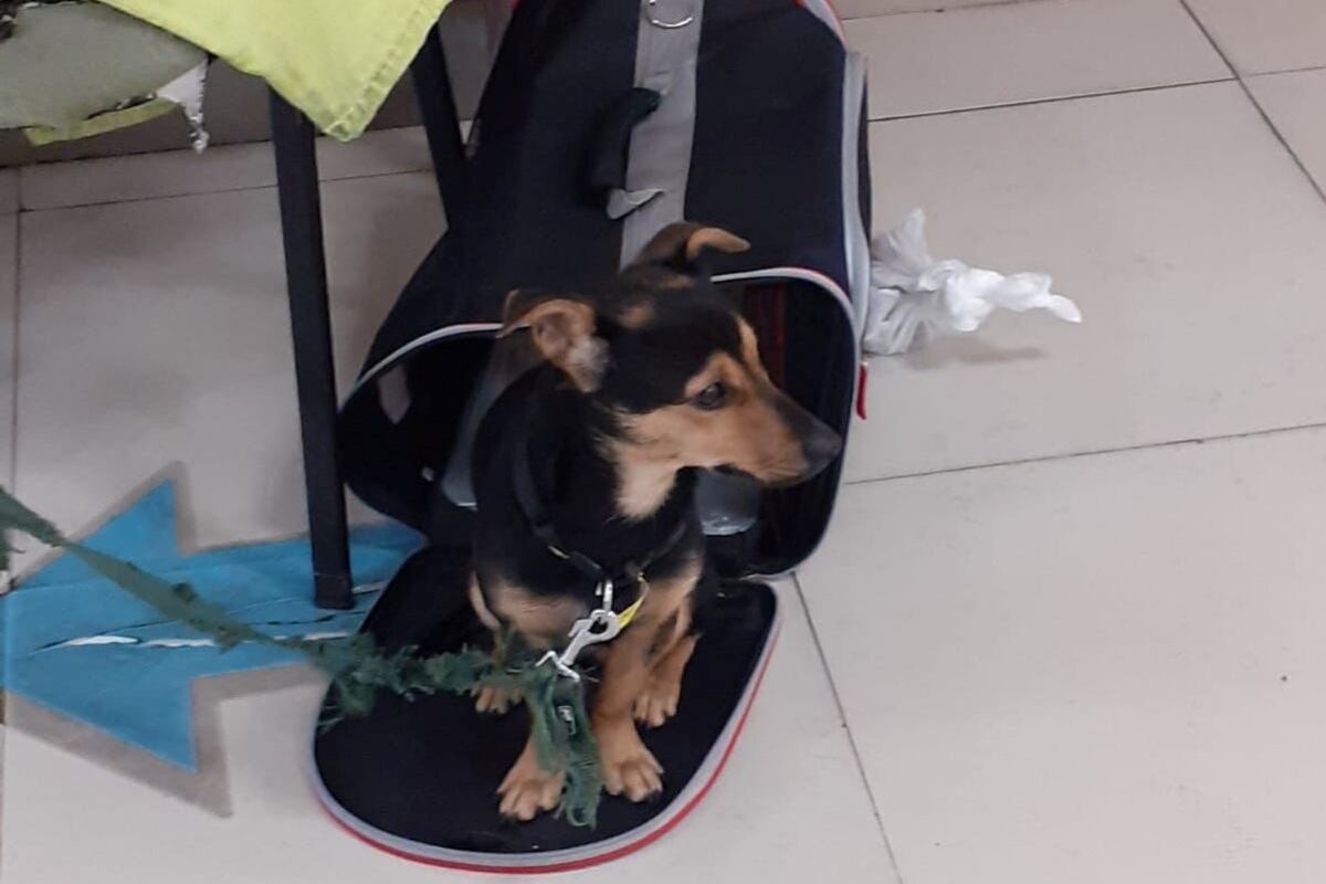 “Coco” no pudo ingresar al país porque tiene vencida la vacunación correspondiente. Foto: Senasa.