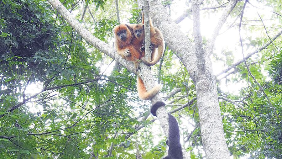 En Argentina, los carayá figuran como “vulnerables”.
