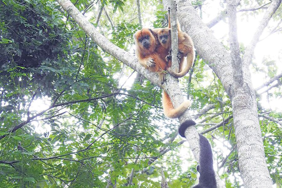 En Argentina, los carayá figuran como “vulnerables”.