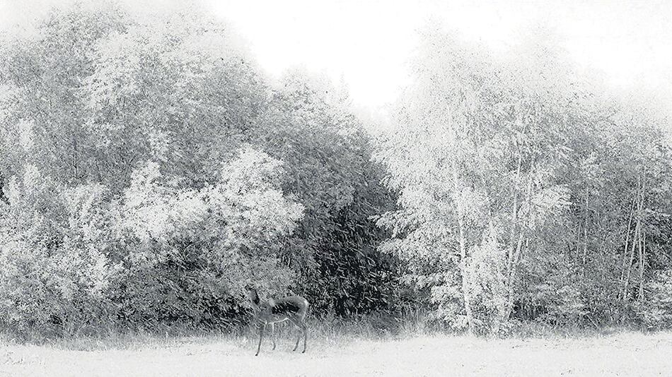 En ciertos casos, la contemplación le cede el lugar al desarrollo de una historia con giro inesperado.