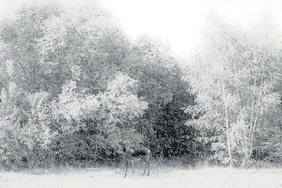 En ciertos casos, la contemplación le cede el lugar al desarrollo de una historia con giro inesperado.