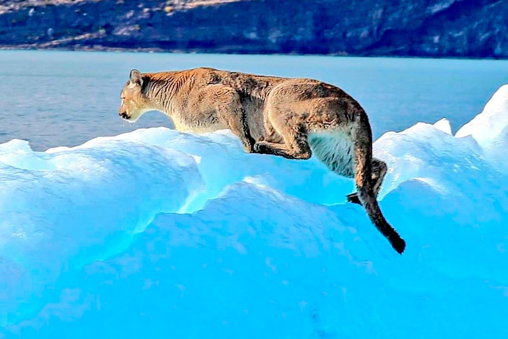 El puma sobre el témpano en el Lago Argentino que fue captado por turistas en el Parque Nacional Los Glaciares.