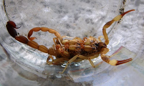 Los alacranes suelen tener hasta cien crías y se encuentran desde hace décadas en la Ciudad