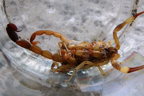 Los alacranes aparecen a diario en pasillos y habitaciones.