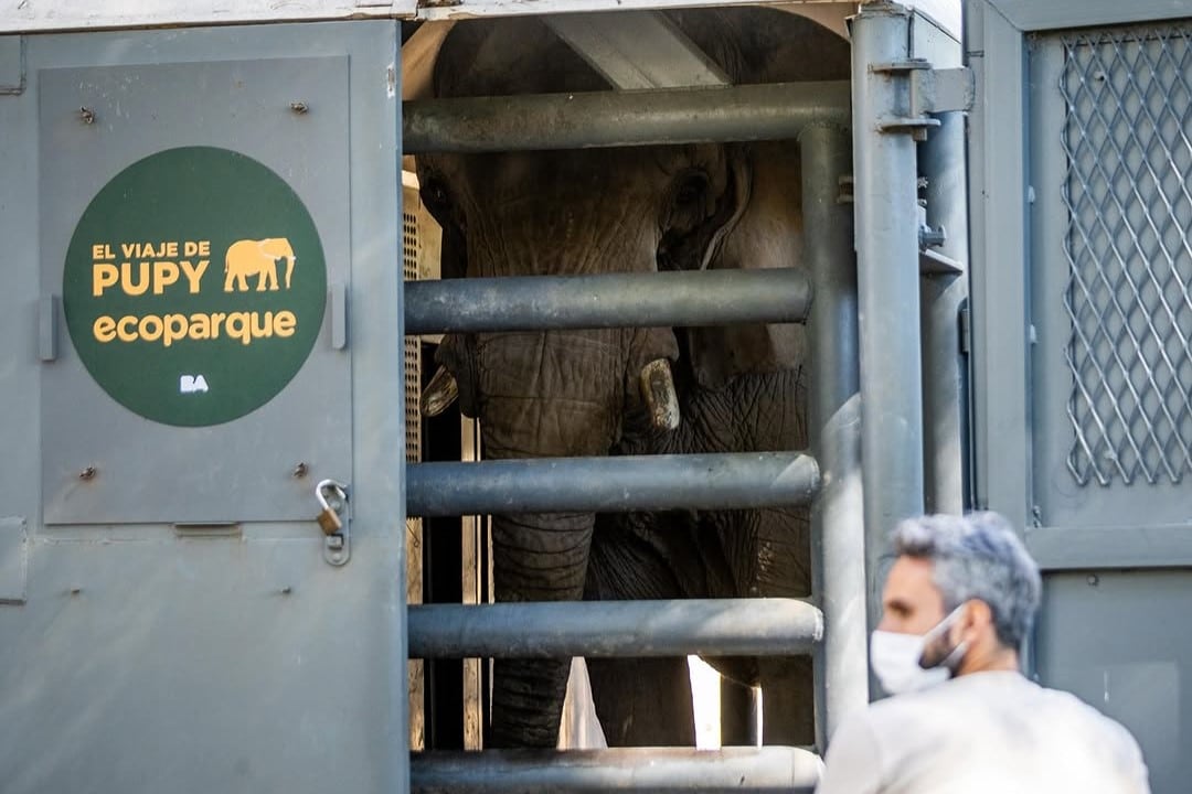 Pupy, la última elefanta del Ecoparque porteño, fue trasladada a un santuario en Brasil.