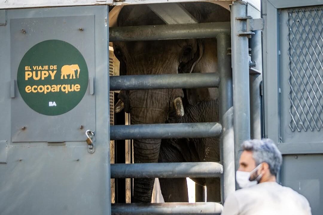 Pupy, la última elefanta del Ecoparque porteño, fue trasladada a un santuario en Brasil.