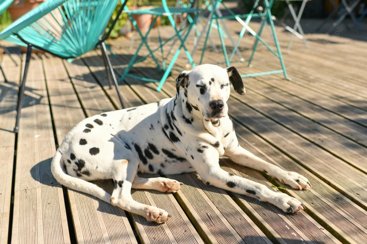 Las mascotas pueden ir a bares y restaurantes de Bahía Blanca. Imagen: Freepik