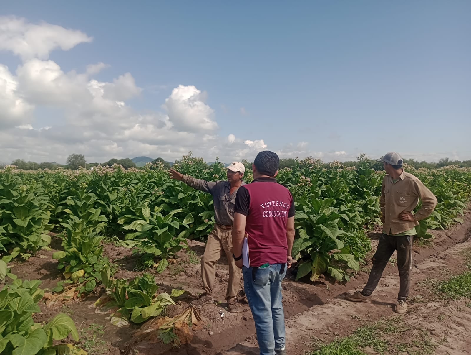 Trabajadores del tabaco