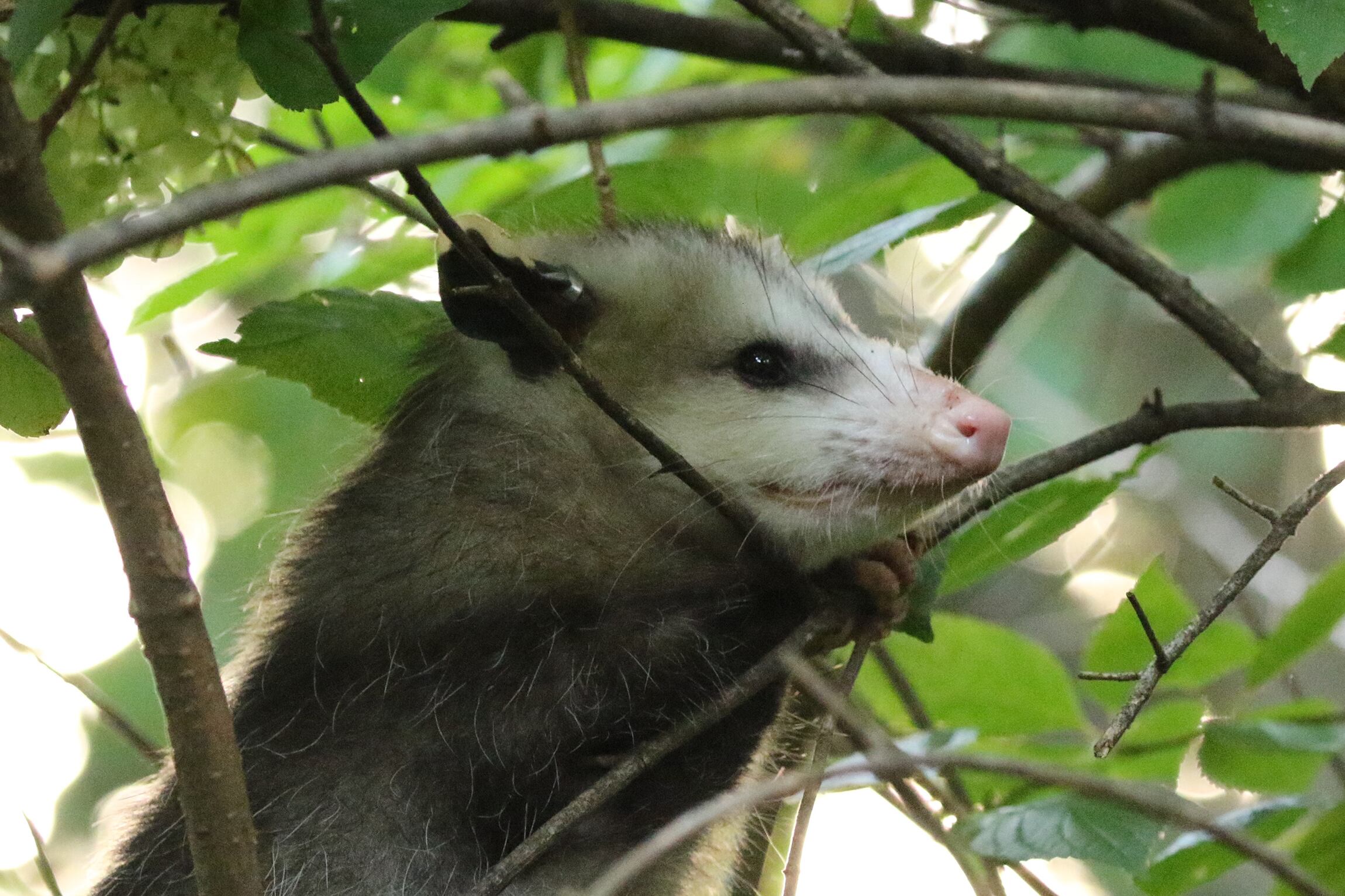 Encontraron zarigüeyas, ratones y conejos infectados o con anticuerpos