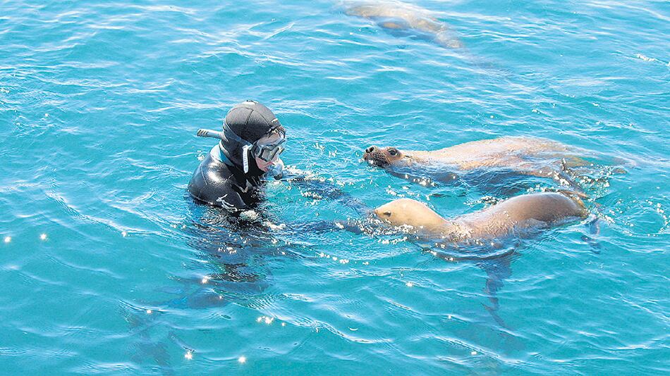 Ya acostumbrados a la presencia humana, los lobos marinos actúan con curiosidad.