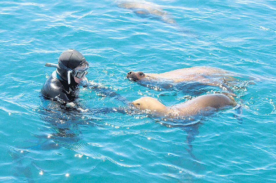 Ya acostumbrados a la presencia humana, los lobos marinos actúan con curiosidad.