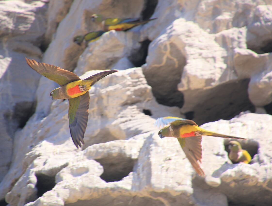  Bandadas de loros bulliciosos sobrevuelan las cabezas del caminante en la playa.