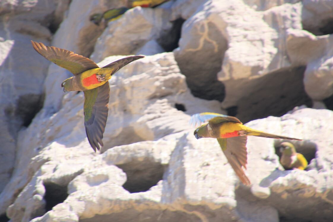 Bandadas de loros bulliciosos sobrevuelan las cabezas del caminante en la playa.