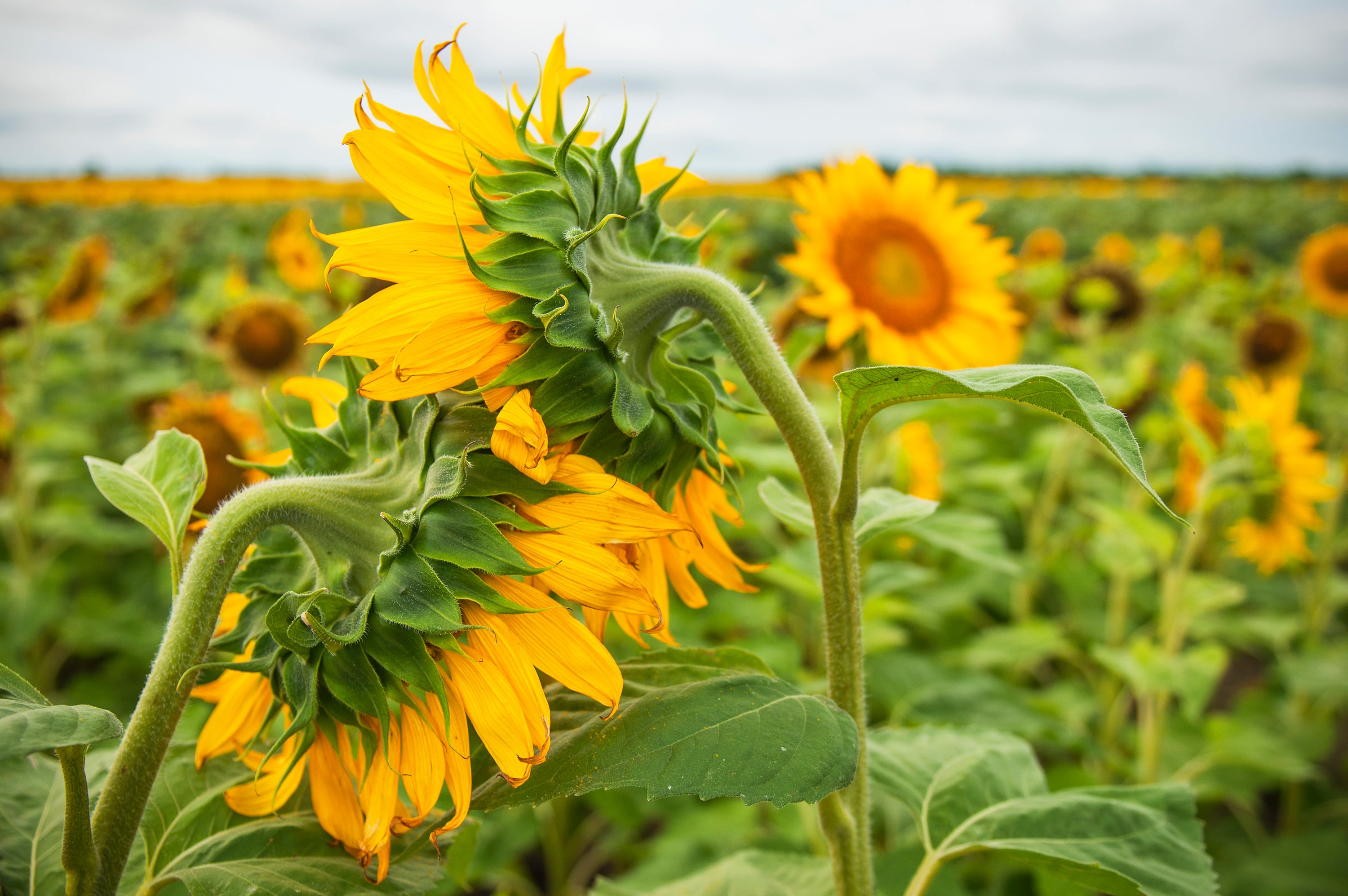 El girasol (no confitero) pagará una retención del 15 por ciento.
