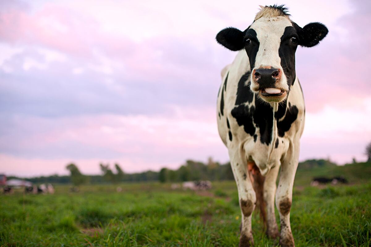 En Tailandia se incentiva la vacunación con el sorteo de vacas.